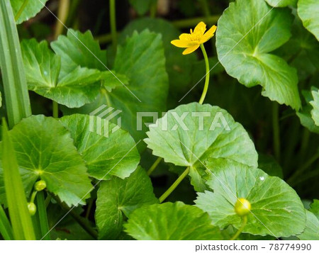 來自東京都板橋區赤塚植物園的琉金花 78774990