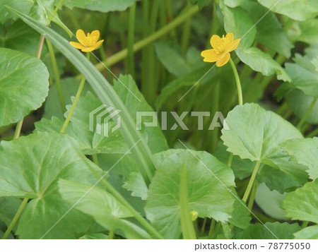 Ryukinka from Akatsuka Botanical Garden, Itabashi-ku, Tokyo 78775050