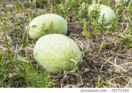 Watermelons are growing in farmland in Yunlin, Taiwan 78775164