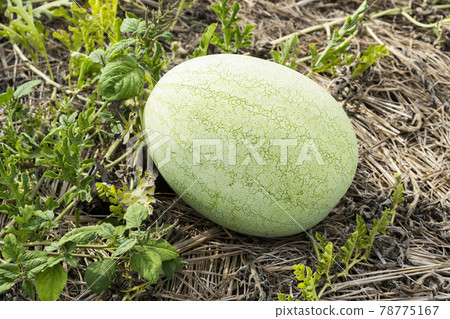 Watermelon is growing in farmland in Yunlin, Taiwan Watermelon is growing in farmland in Yunlin, Taiwan 78775167