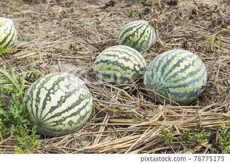 Watermelons are growing in farmland in Yunlin, Taiwan Watermelons are growing in farmland in Yunlin, Taiwan 78775175