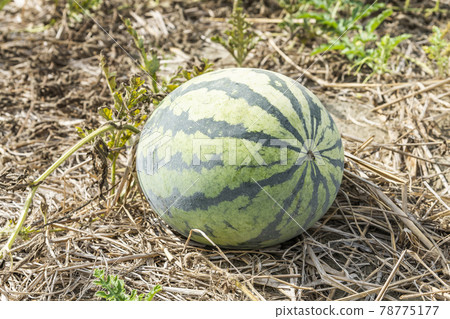 Watermelon is growing in farmland in Yunlin, Taiwan Watermelon is growing in farmland in Yunlin, Taiwan 78775177