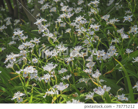 Shaga at Akatsuka Botanical Garden, Itabashi-ku, Tokyo 78775212