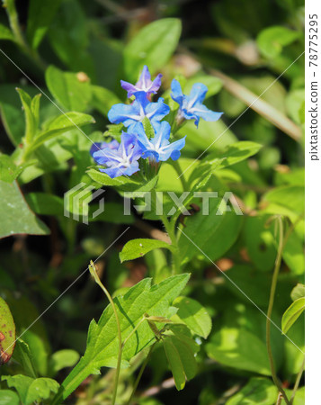 東京板橋區赤塚植物園的螢火蟲一郎 東京板橋區赤塚植物園的螢火蟲一郎 78775295