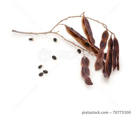 Mimosa (fusa acacia) seeds 78775300