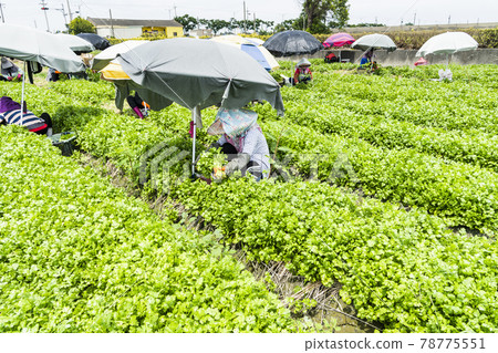 Farmers are harvesting parsley crops in the farmland in Yunlin, Taiwan 78775551