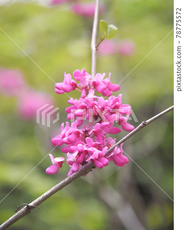 Cercis chinensis at Akatsuka Botanical Garden, Itabashi-ku, Tokyo 78775572