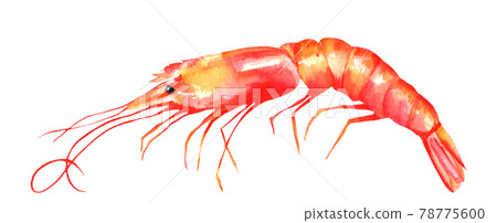 A watercolor drawing of a shrimp, isolated on a white background A watercolor drawing of a shrimp, isolated on a white background 78775600