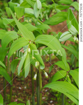 東京板橋區赤塚植物園的所羅門印章 東京板橋區赤塚植物園的所羅門印章 78775636