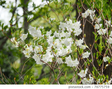 Shiroyashio at Akatsuka Botanical Garden, Itabashi-ku, Tokyo 78775759