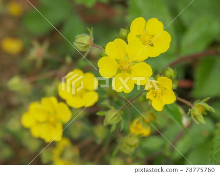 Potentilla fragario at Akatsuka Botanical Garden, Itabashi-ku, Tokyo Potentilla fragario at Akatsuka Botanical Garden, Itabashi-ku, Tokyo 78775760
