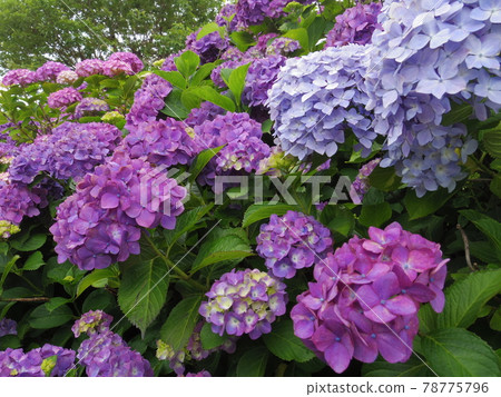 Hydrangea (hydrangea) Hydrangea (hydrangea) 78775796