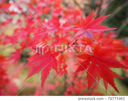Autumn leaves Autumn leaves 78775965