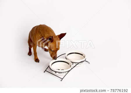 Miniature brown pinscher on a white background. Emotions of a dog. Feeding bowls. 78776192