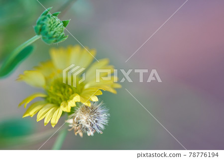Yellow flowers and green buds and white fluff 78776194
