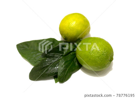 Fresh lime fruits with leaves. Studio photography on a white background. 78776195