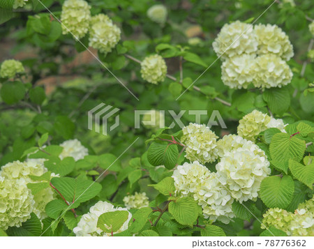 東京都板橋區赤塚植物園的大手 東京都板橋區赤塚植物園的大手 78776362