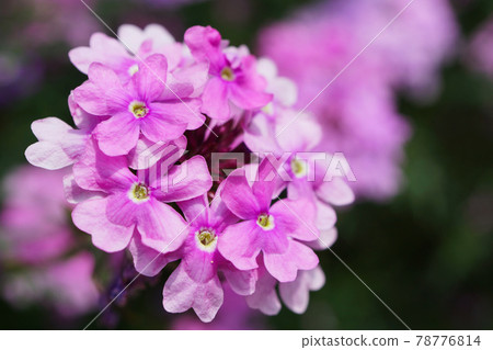 Pink's Verbena Pink's Verbena 78776814