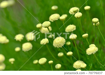 Green Santorinas 78776837