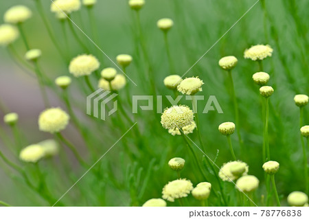 Green Santorinas 78776838