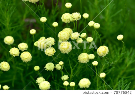 Green Santorinas 78776842
