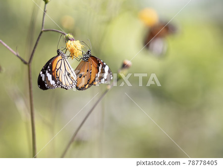 Monarch butterflies on yellow flower with soft green background 78778405