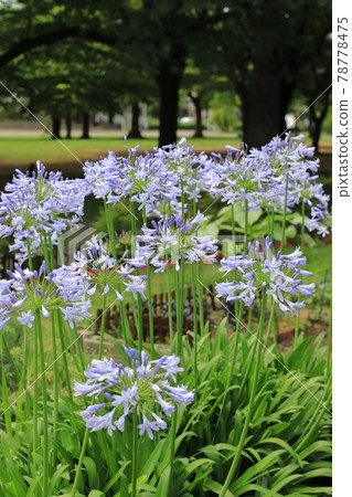 Purple Clivia or Agapanthus in full bloom Purple Clivia or Agapanthus in full bloom 78778475