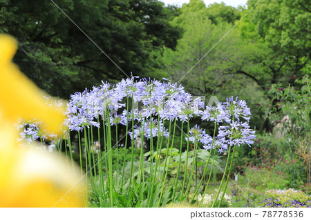 Purple Clivia or Agapanthus in full bloom Purple Clivia or Agapanthus in full bloom 78778536