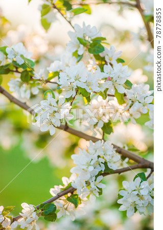 Flowers of blossoming apple tree branch on a spring day 78778855