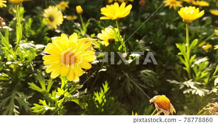 Lovely yellow daisies in the sunshine next to the 78778860
