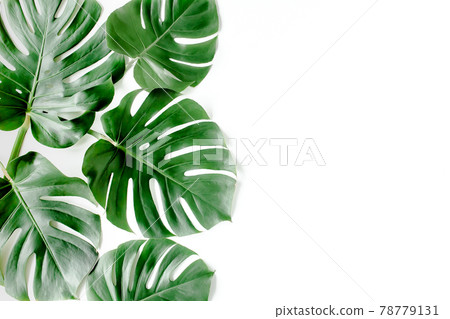 Tropical palm leaves Monstera on white background. Flat lay, top view. 78779131