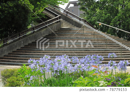 都立東綾瀨公園百子花和北山谷橋 都立東綾瀨公園百子花和北山谷橋 78779153