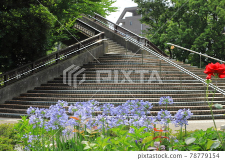 都立東綾瀨公園百子花和北山谷橋 都立東綾瀨公園百子花和北山谷橋 78779154