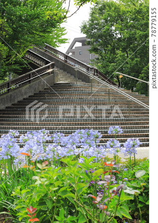 都立東綾瀨公園百子花和北山谷橋 78779155