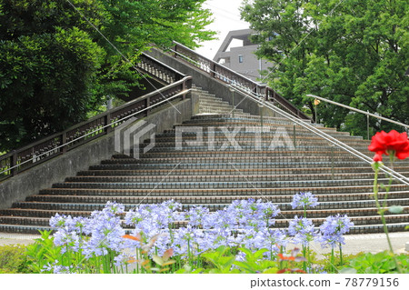都立東綾瀨公園百子花和北山谷橋 78779156