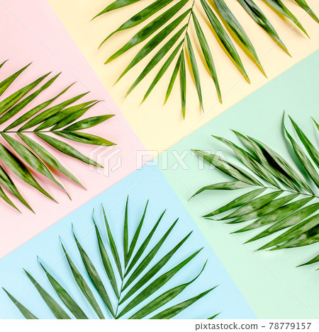 Tropical green palm leaves on colorful background. Nature concept. flat lay, top view 78779157