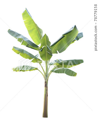 Banana tree isolated on white background Banana tree isolated on white background 78779158