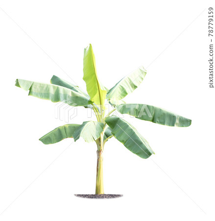Banana tree isolated on white background Banana tree isolated on white background 78779159