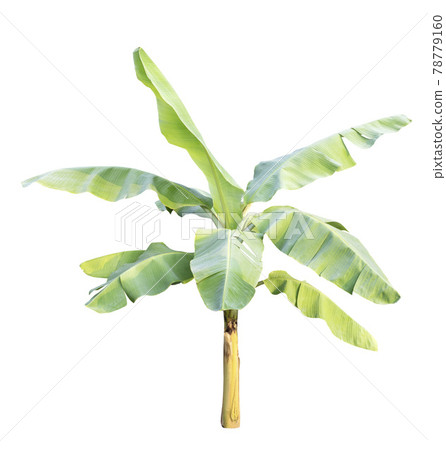 Banana tree isolated on white background 78779160