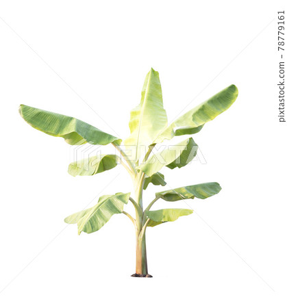 Banana tree isolated on white background 78779161