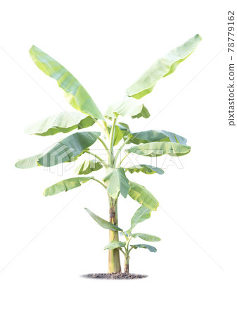 Banana tree isolated on white background Banana tree isolated on white background 78779162
