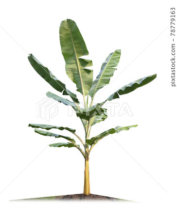 Banana tree isolated on white background Banana tree isolated on white background 78779163
