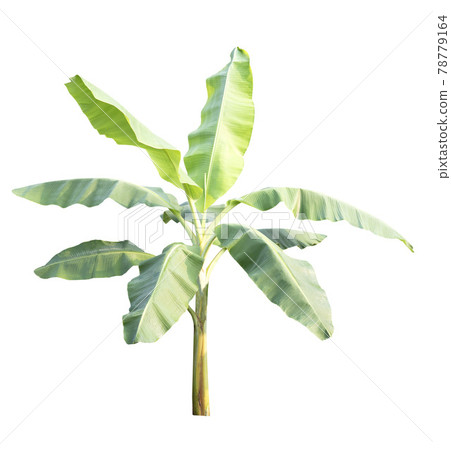 Banana tree isolated on white background Banana tree isolated on white background 78779164