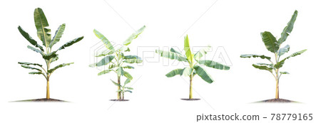 Banana tree isolated on white background Banana tree isolated on white background 78779165