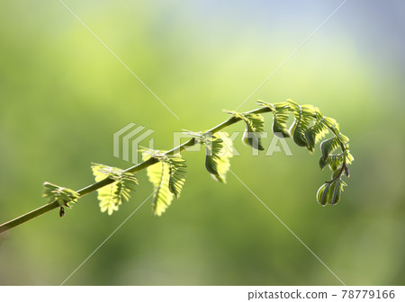 Young shoots with green nature background 78779166