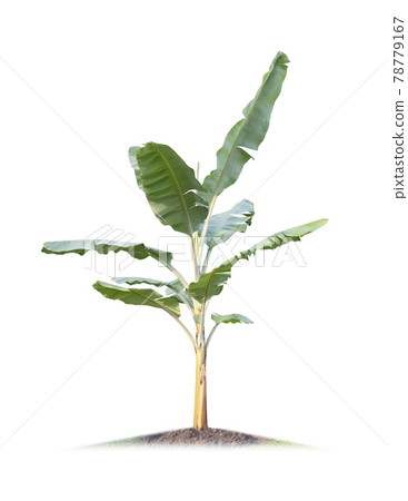 Banana tree isolated on white background Banana tree isolated on white background 78779167