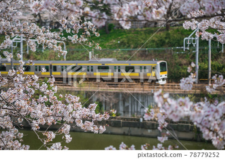 [Sakura in Sotobori and Chuo / Sobu Line E231 series] 78779252