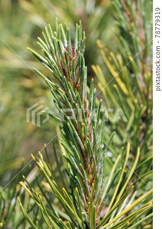 Dwarf mountain pine new shoots Dwarf mountain pine new shoots 78779319