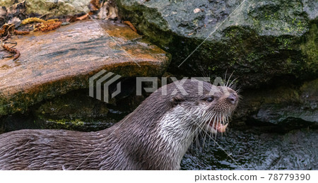 Close-up of an otter braiding its teeth on a watercourse with a stone bank. 78779390