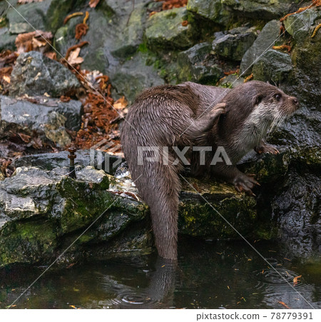Otter sitting on a stone at the water and scratching his neck with his right hind paw 78779391